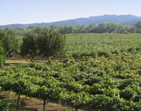 vines