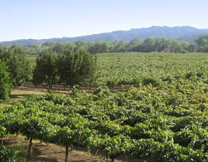 Alexander Valley