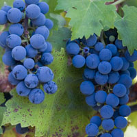 Cabernet Grapes