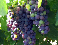 grapes