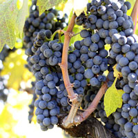 Zin Grapes